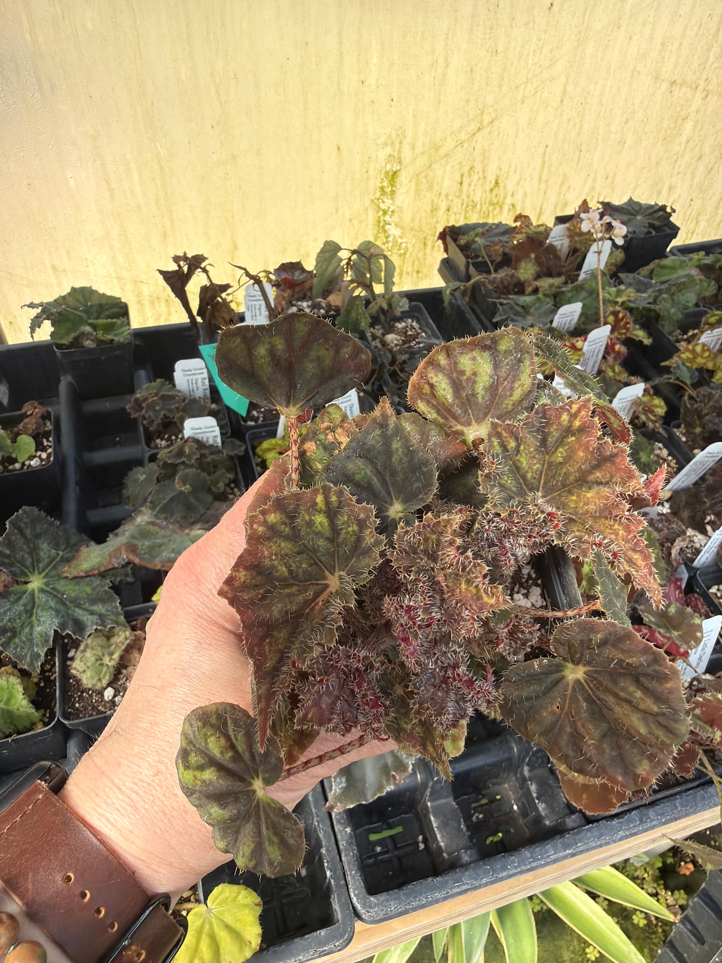 Begonia ‘Hocking Trocadero’ 2” pot -Grower’s Choice