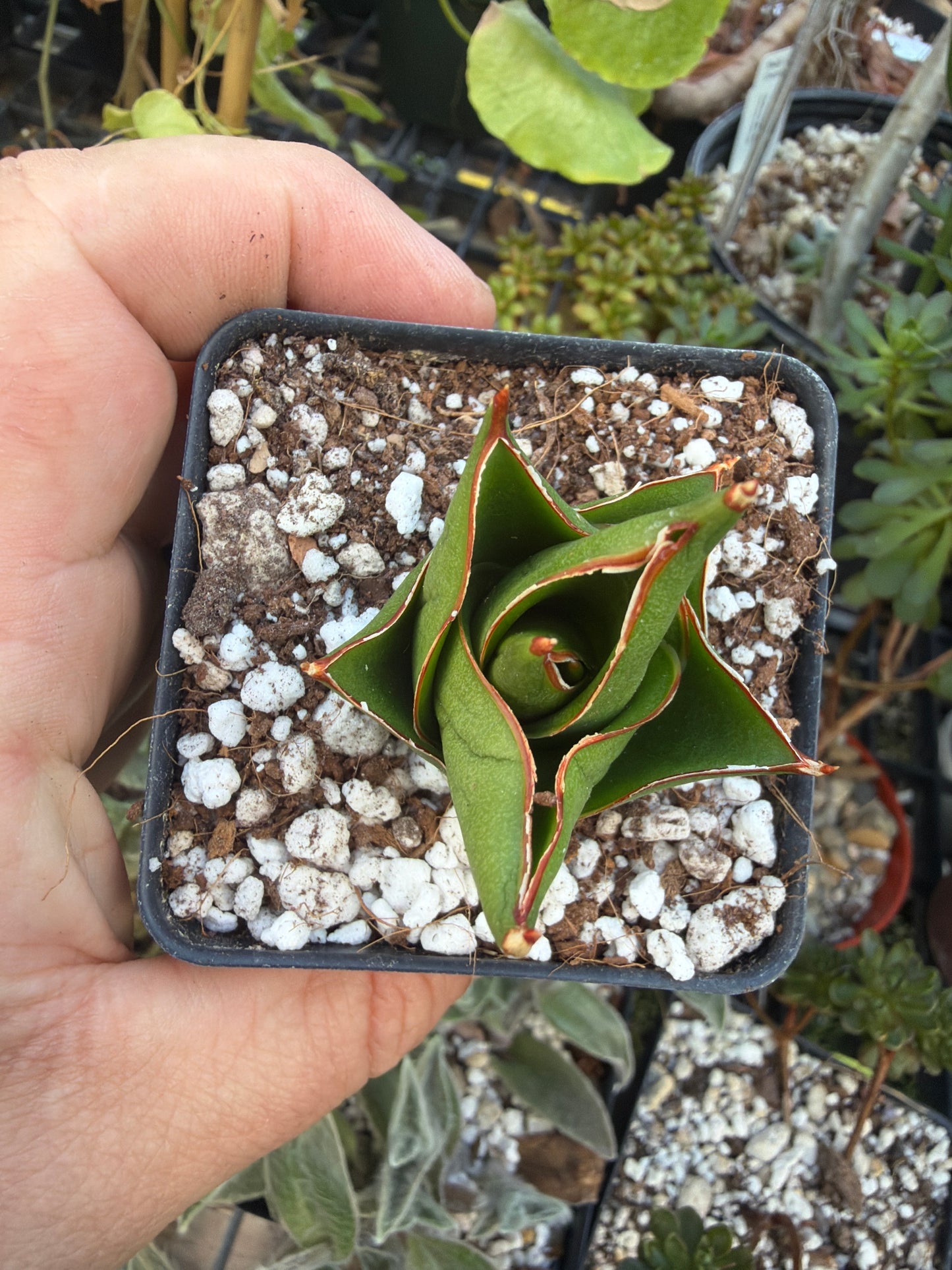 ‘Tower’ Sansevieria