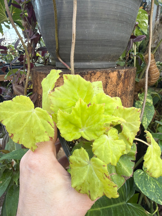 Begonia ‘Golden Lime’ 2” pot -Grower’s Choice