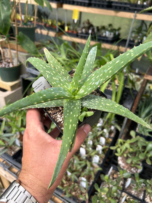 Aloe sinkatana - Sudanese Aloe