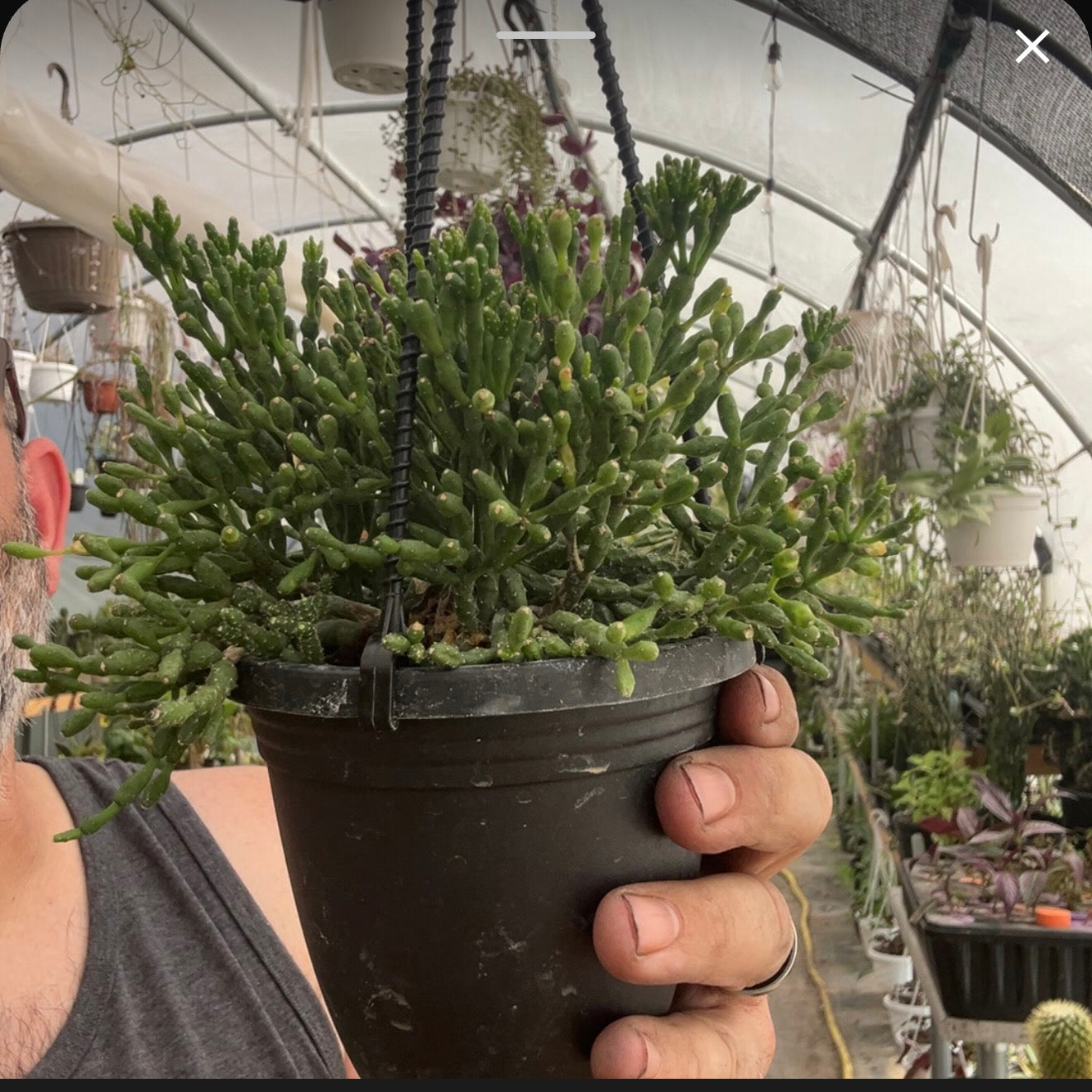 4” Mini Hanging Baskets - 12 Pack