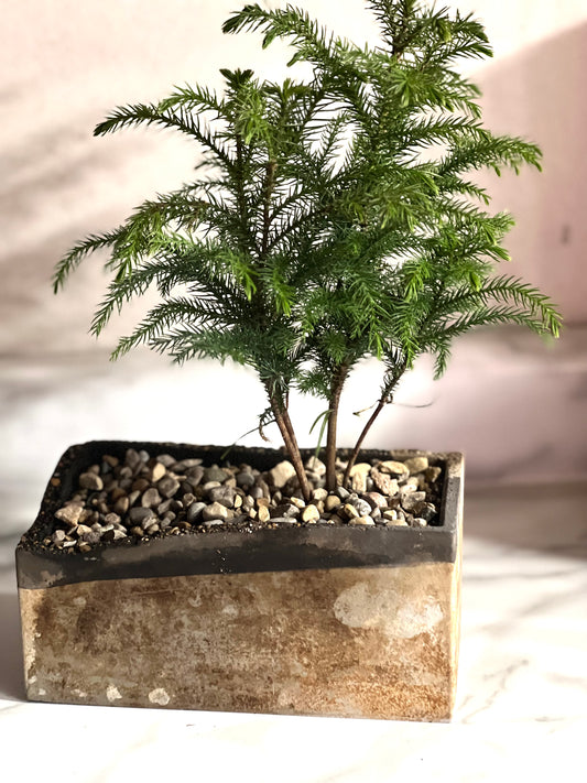 Norfolk Island Pine in Shadystone Pot