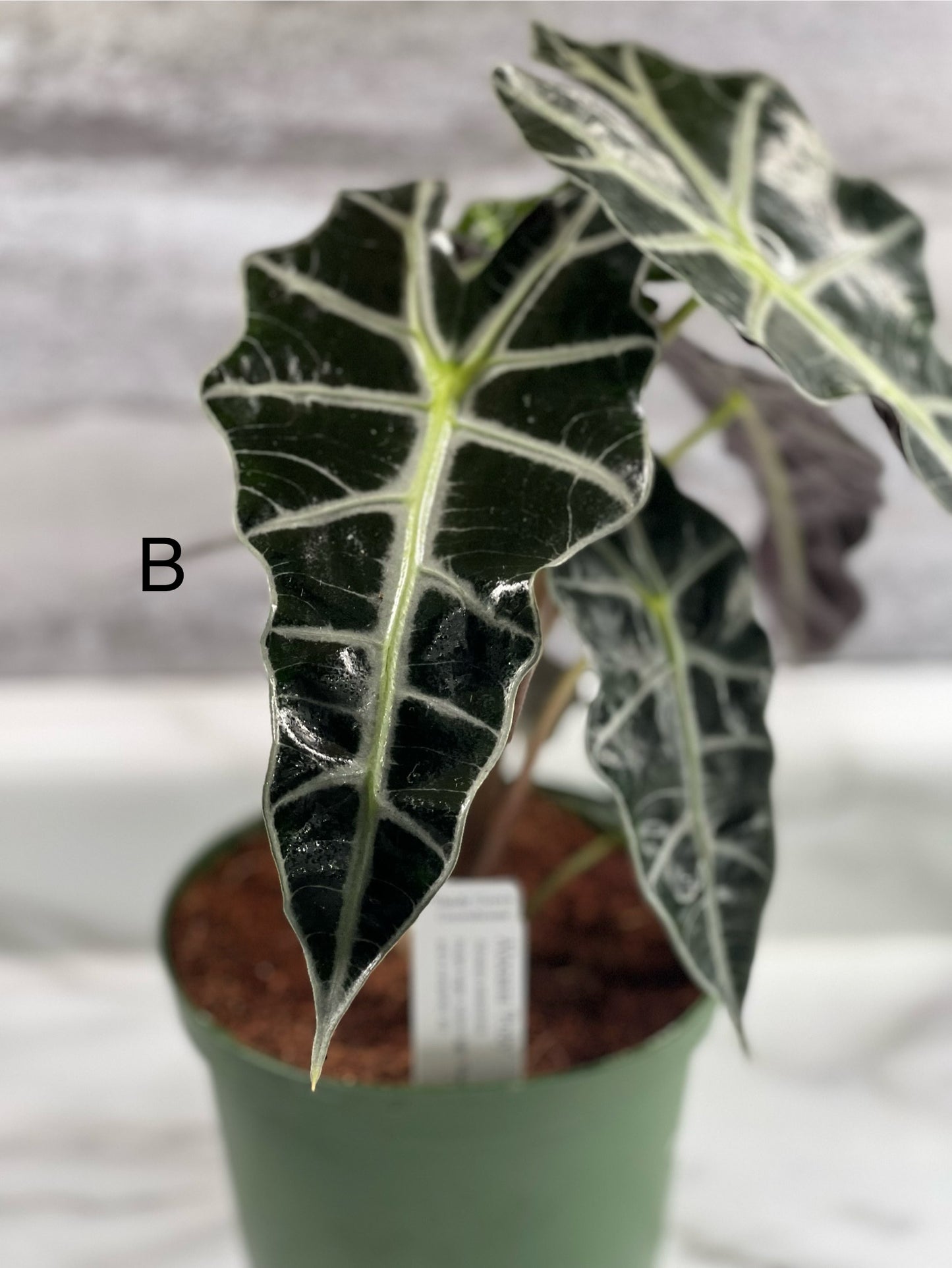 Alocasia “Polly” 6” pot *Pickup ONLY