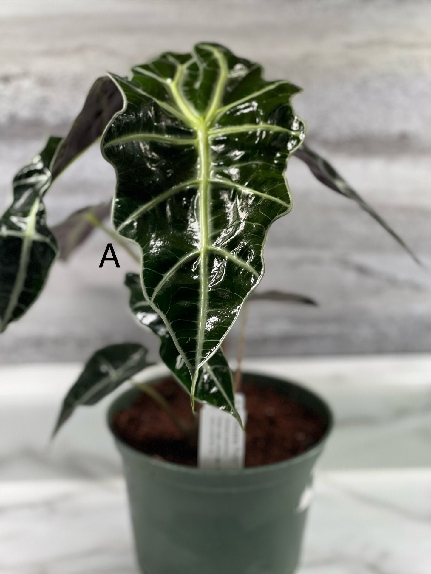Alocasia “Polly” 6” pot *Pickup ONLY