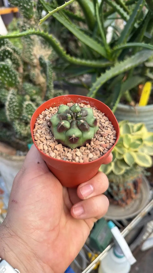 ‘Chinese Date’ Gymnocalycium