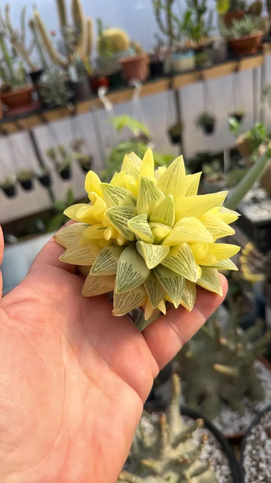 Haworthia retusa variegata