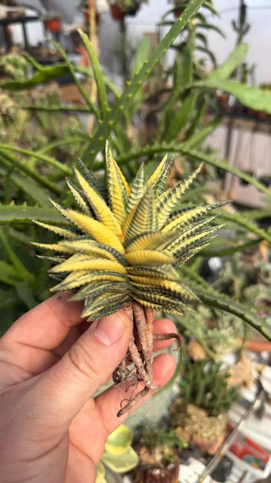 Haworthia ‘Andy’ variegated