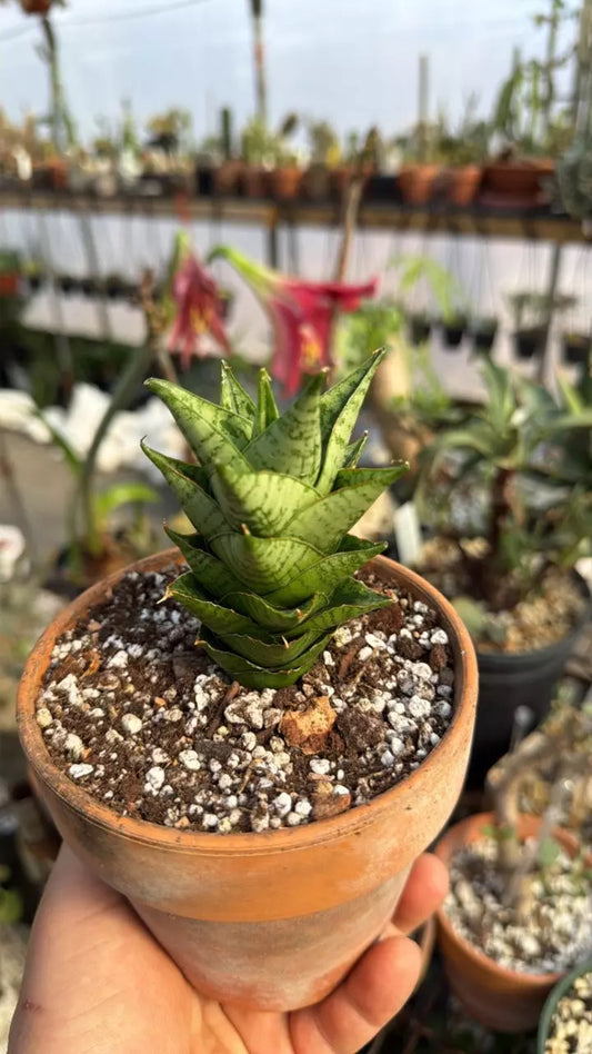 ‘Win Win’ Sansevieria