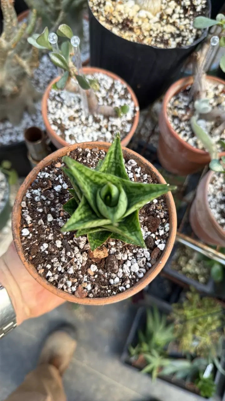 ‘Win Win’ Sansevieria