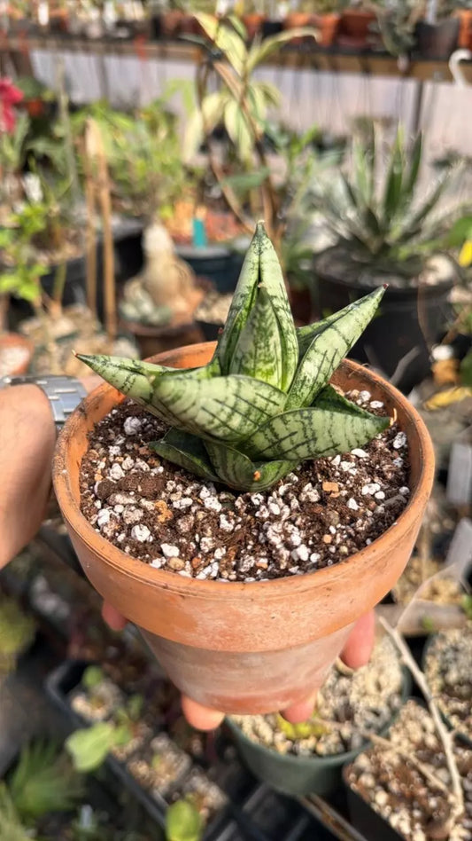 ‘Crigis’ Sansevieria