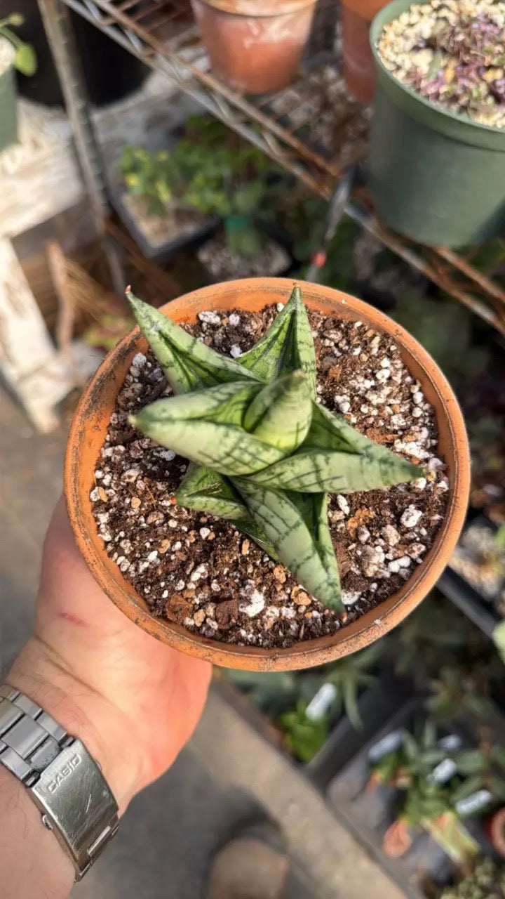 ‘Crigis’ Sansevieria