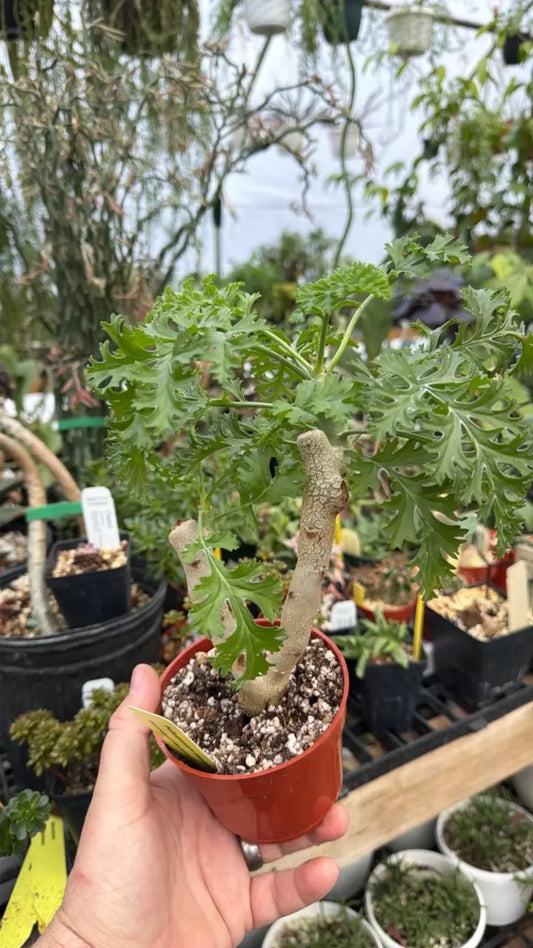 Pelargonium dasyphyllum