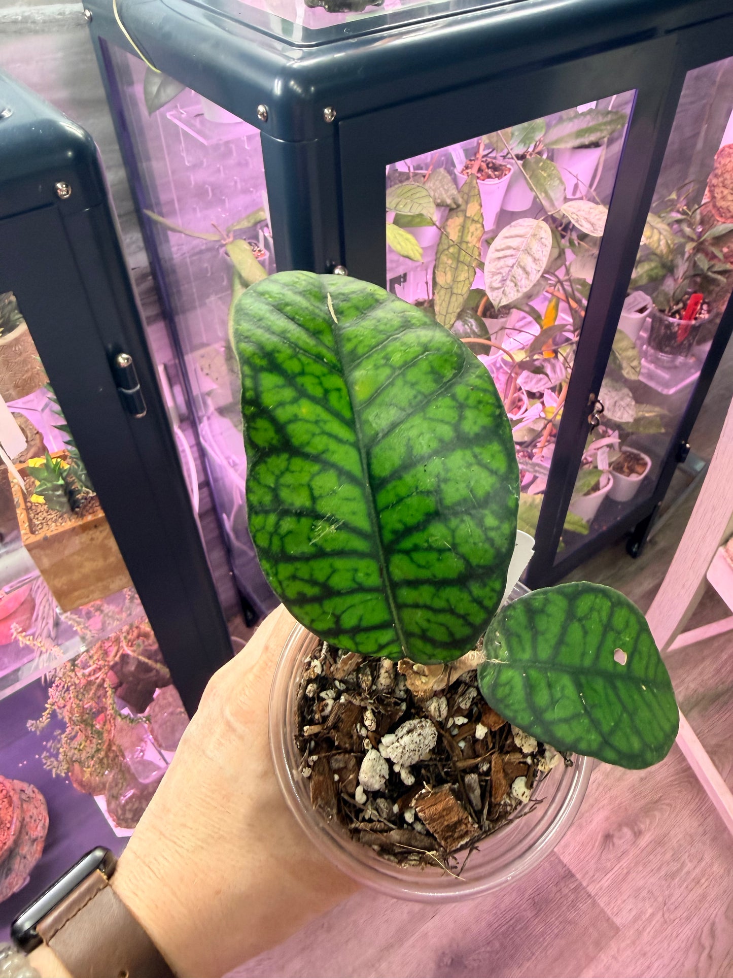 Hoya Callistophylla Obsidian