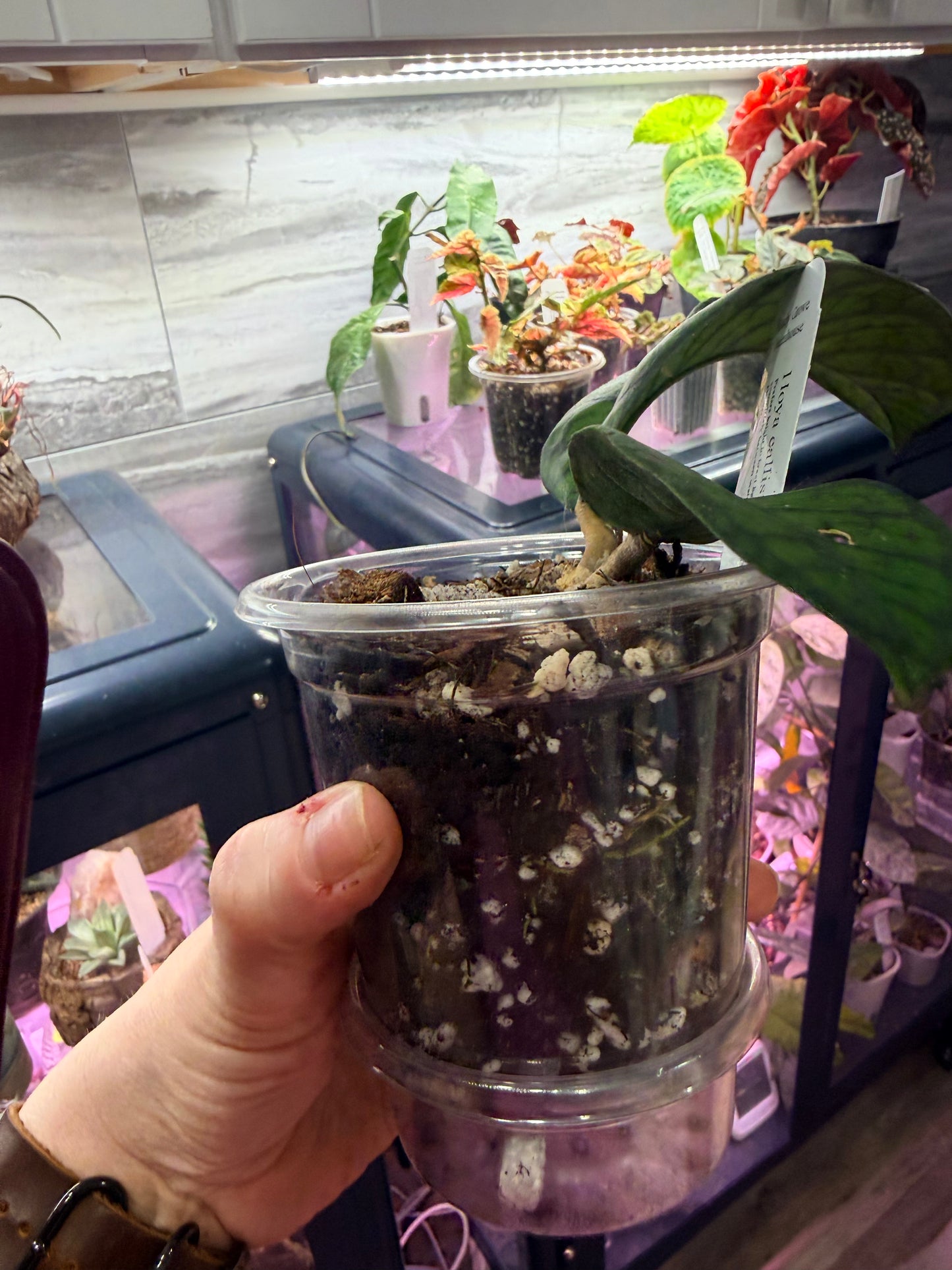 Hoya Callistophylla Obsidian