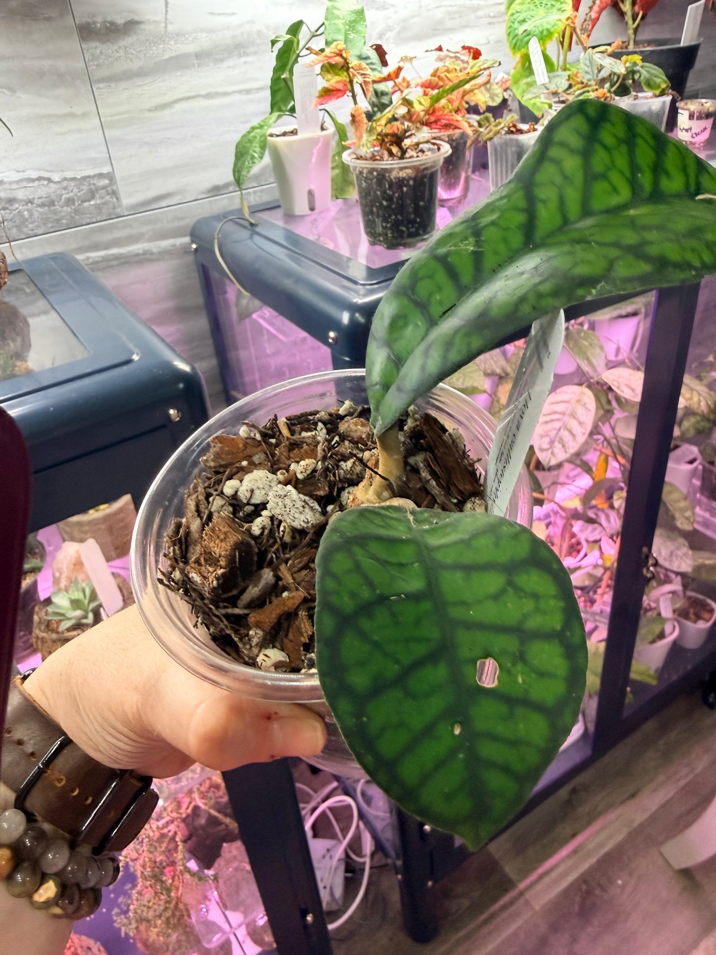 Hoya Callistophylla Obsidian