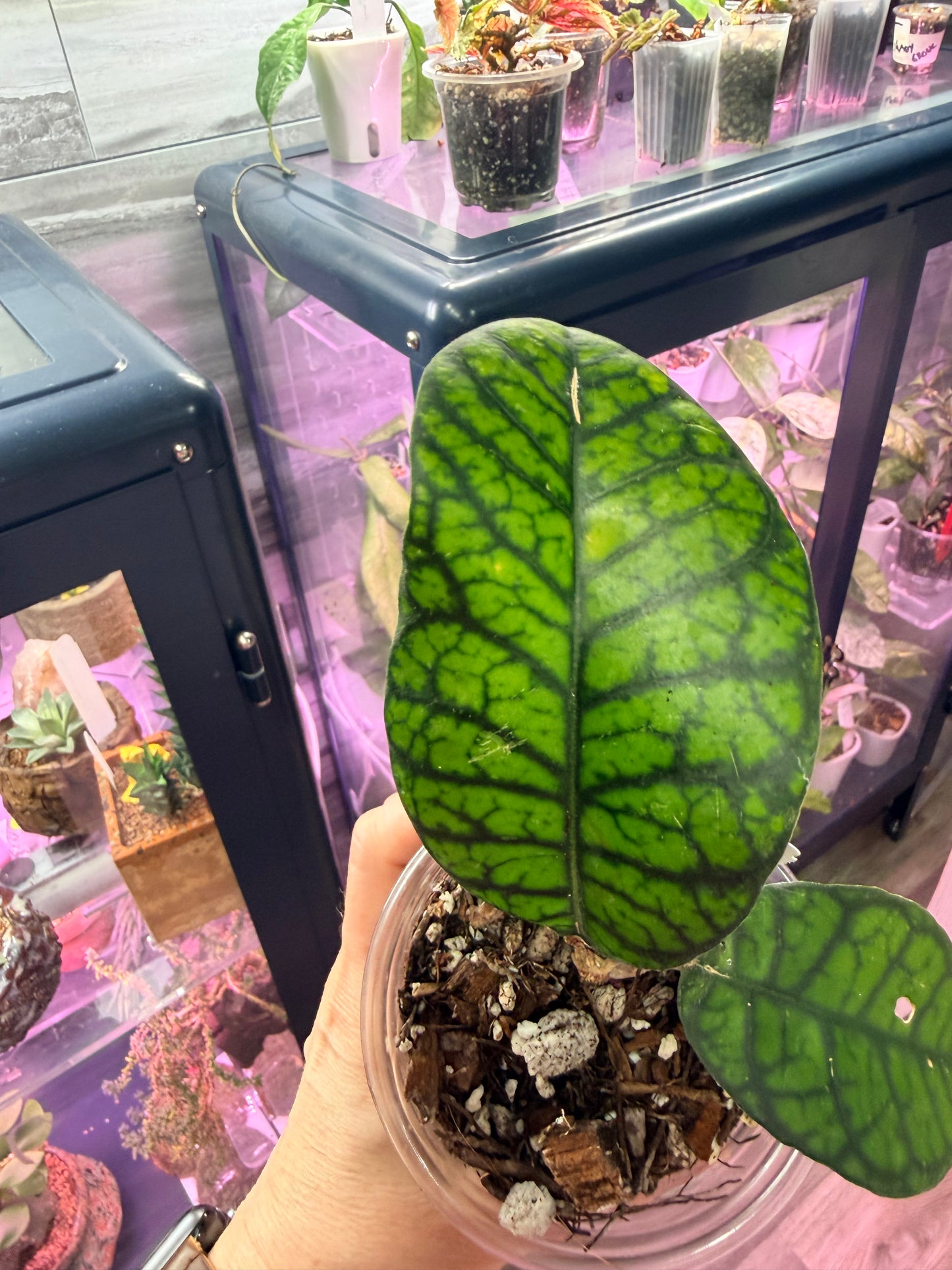 Hoya Callistophylla Obsidian