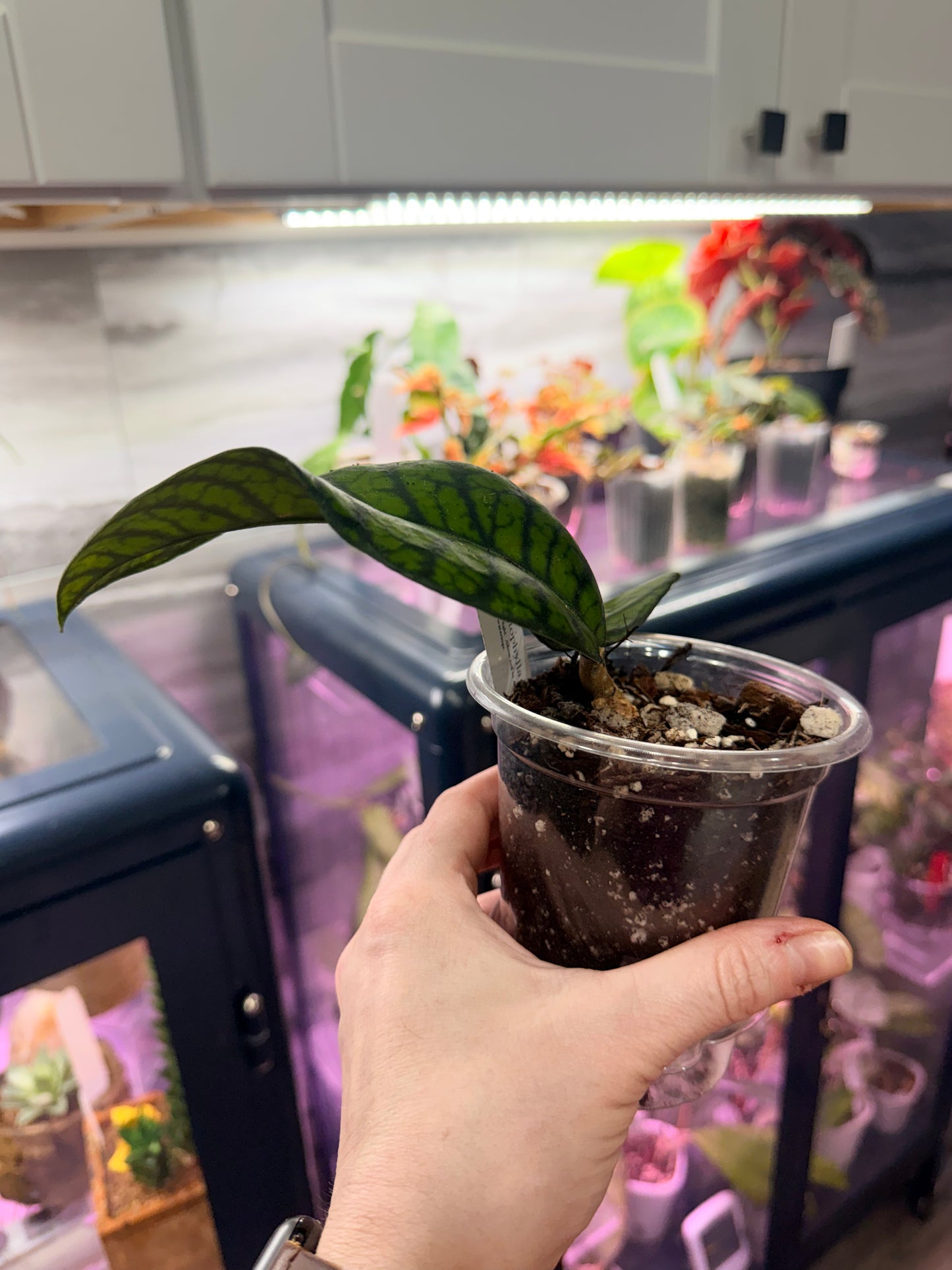 Hoya Callistophylla Obsidian