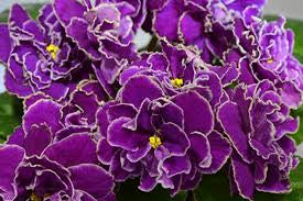 ‘Sun Sizzle’ African Violet 2” pot -Grower’s Choice