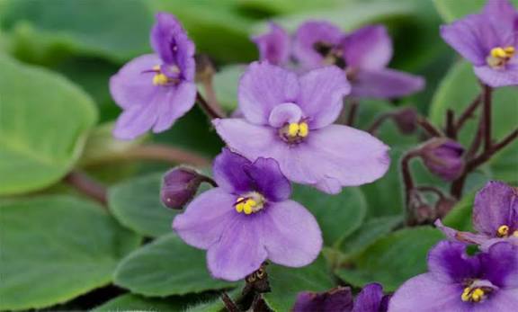 ‘Smokey Echoes’ African Violet 2” pot -Grower’s Choice