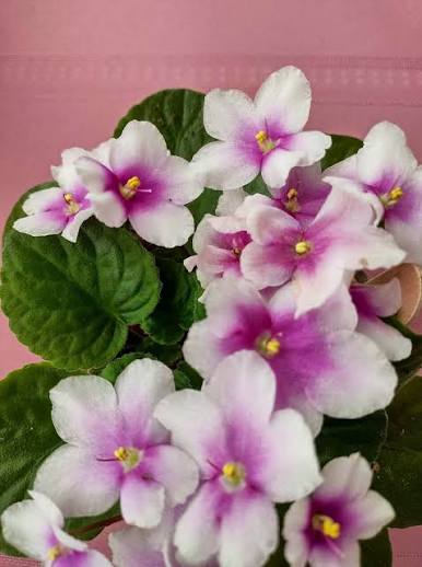 ‘8E- Phnom Penh’ African Violet 2” pot -Grower’s Choice