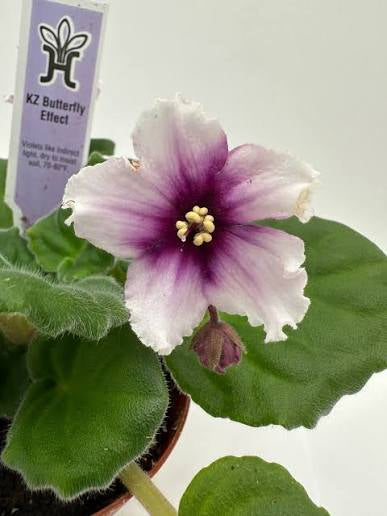 ‘KZ Butterfly Effect’ African Violet 2” pot -Grower’s Choice