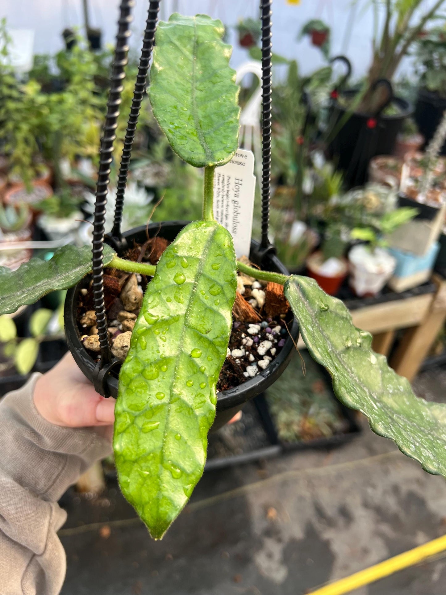 Hoya Globulosa Ripple Leaf 4 hanging basket- Exact Plant