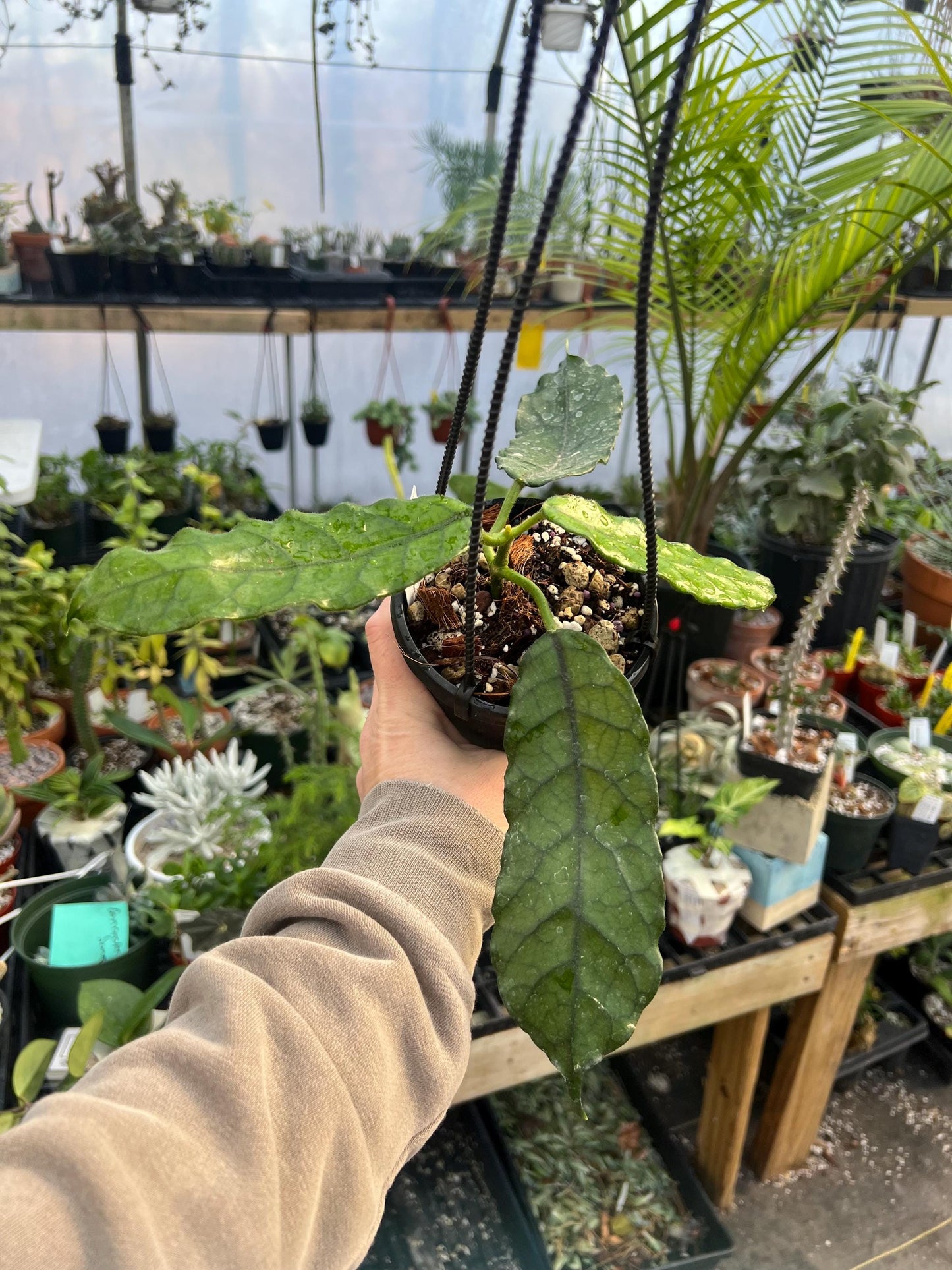 Hoya Globulosa Ripple Leaf 4 hanging basket- Exact Plant