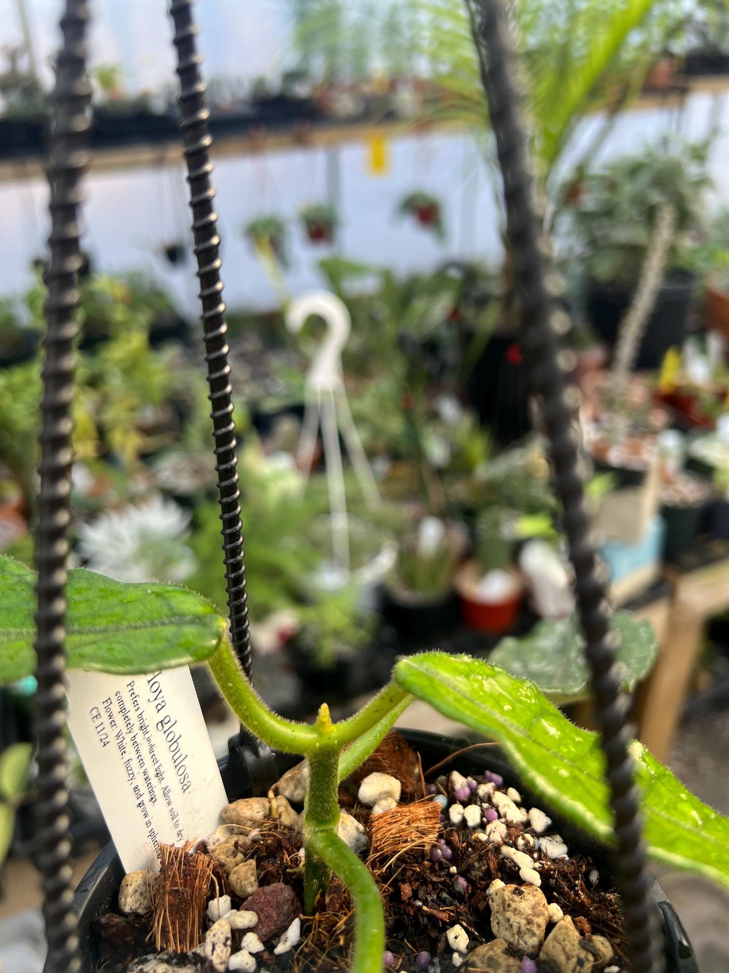 Hoya Globulosa Ripple Leaf 4 hanging basket- Exact Plant