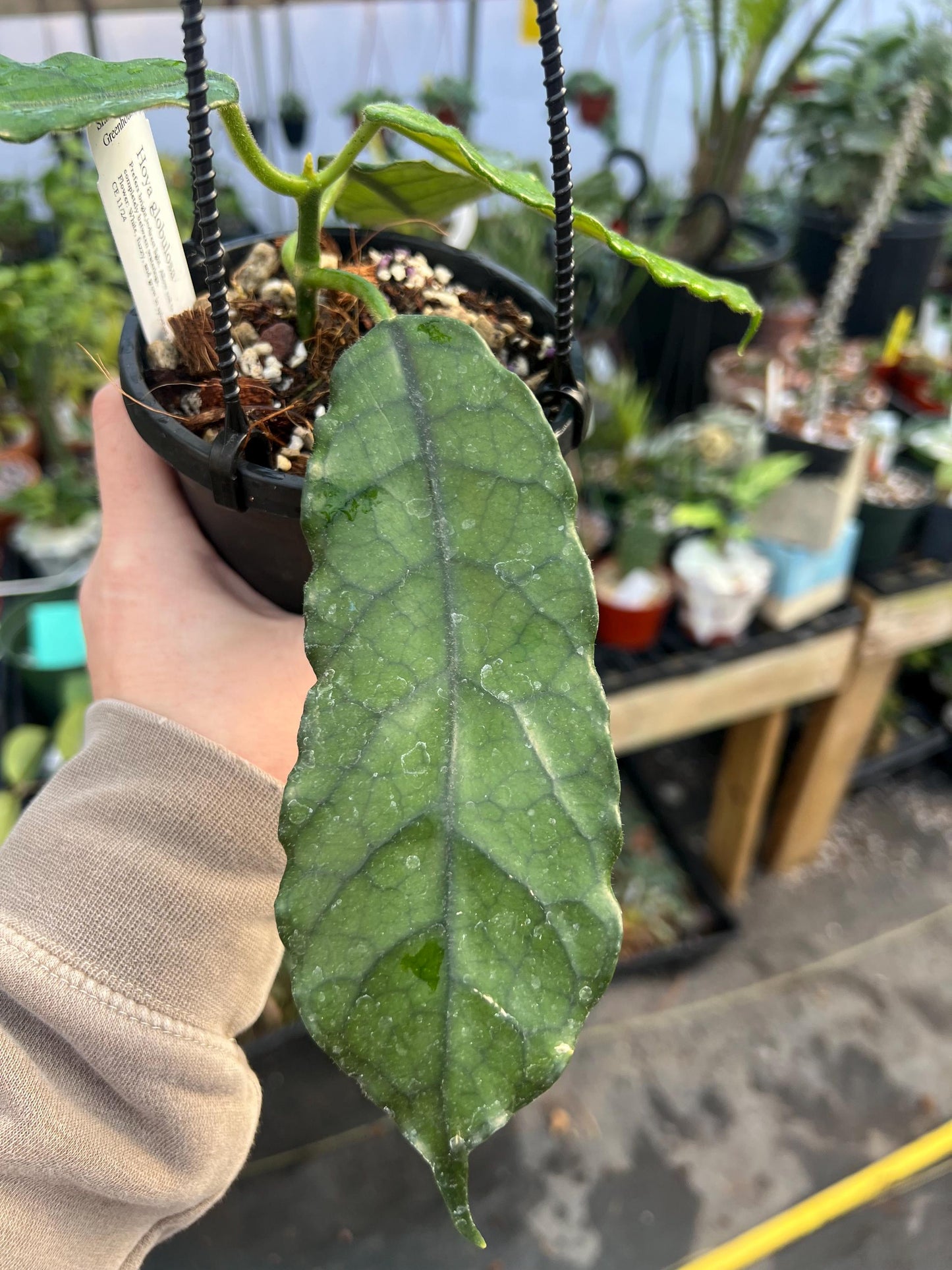 Hoya Globulosa Ripple Leaf 4 hanging basket- Exact Plant