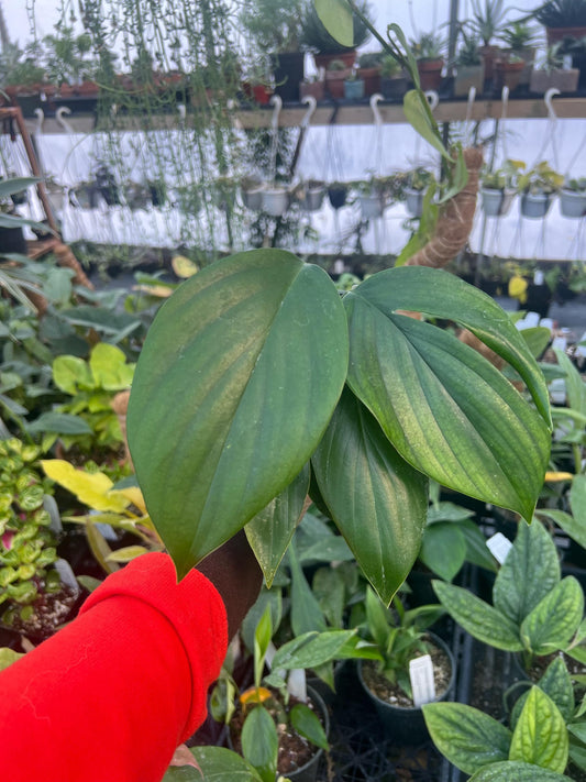 Rhaphidophora Decursiva Dragon Tail 4 pot - Growers Choice