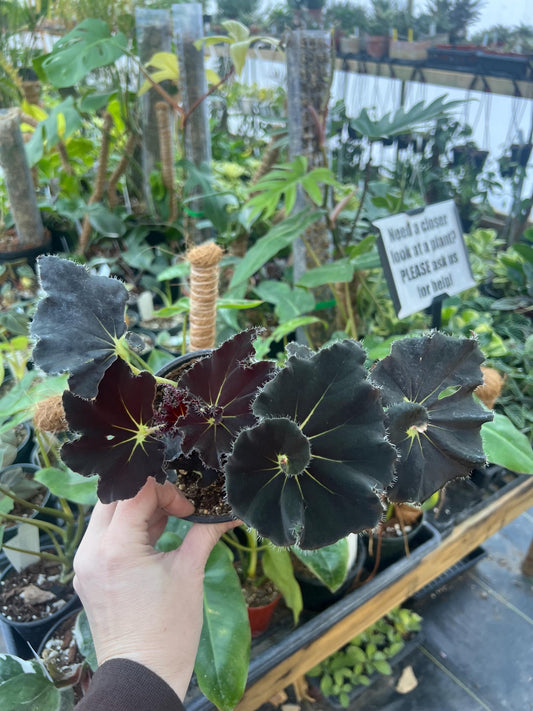 Begonia Black Mamba 4 pot - Growers Choice