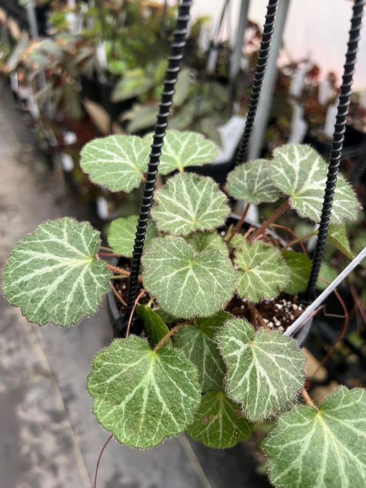 Strawberry Begonia (Saxifraga stolonifera) 4 hanging basket- Growers Choice