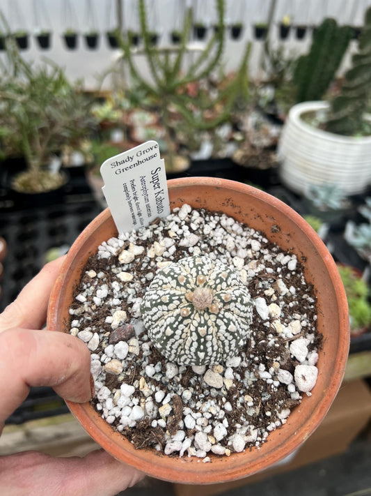 Astrophytum asteria Super Kabuto - Growers Choice - Bareroot