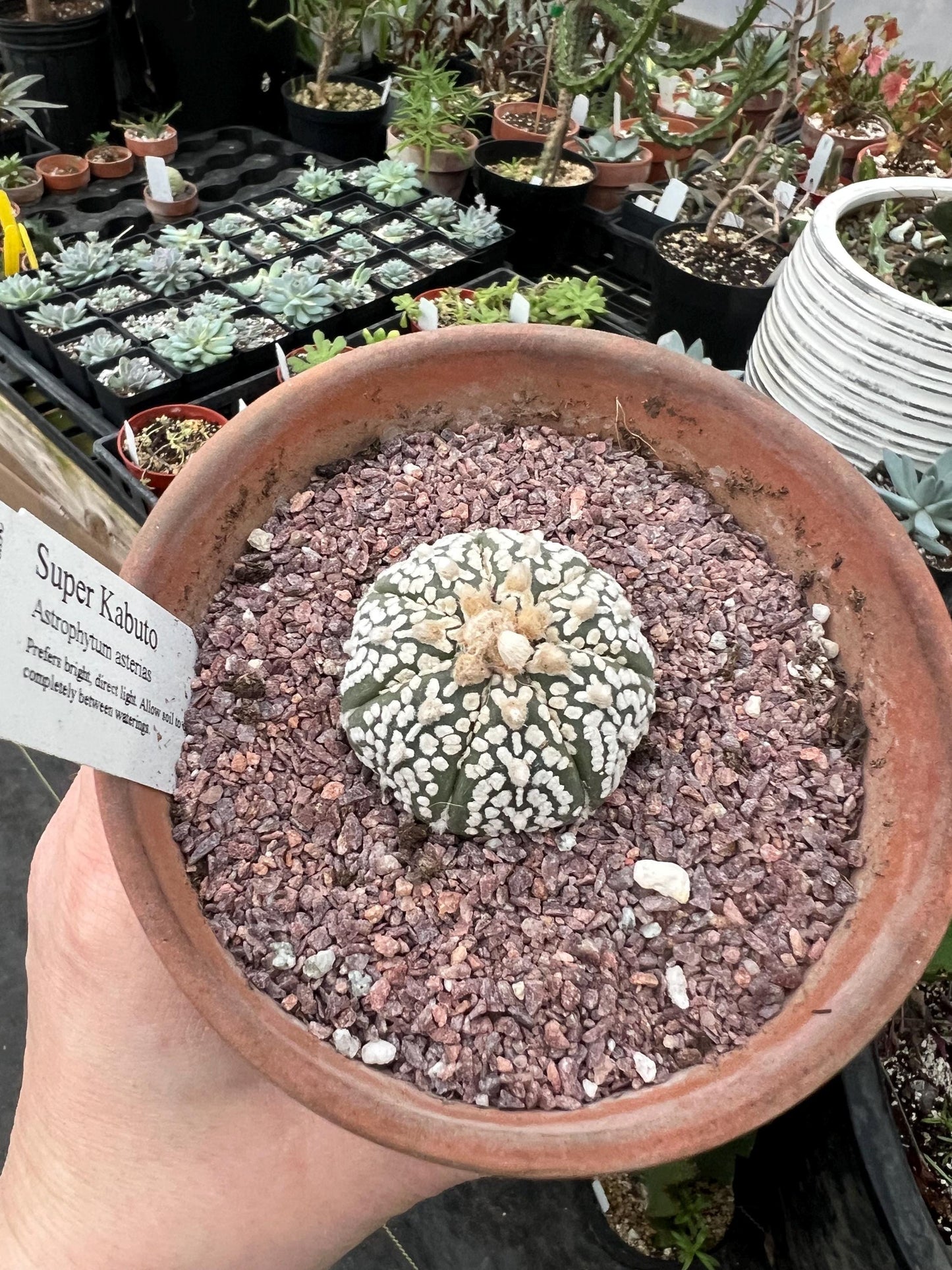 Astrophytum asteria Super Kabuto - Growers Choice - Bareroot