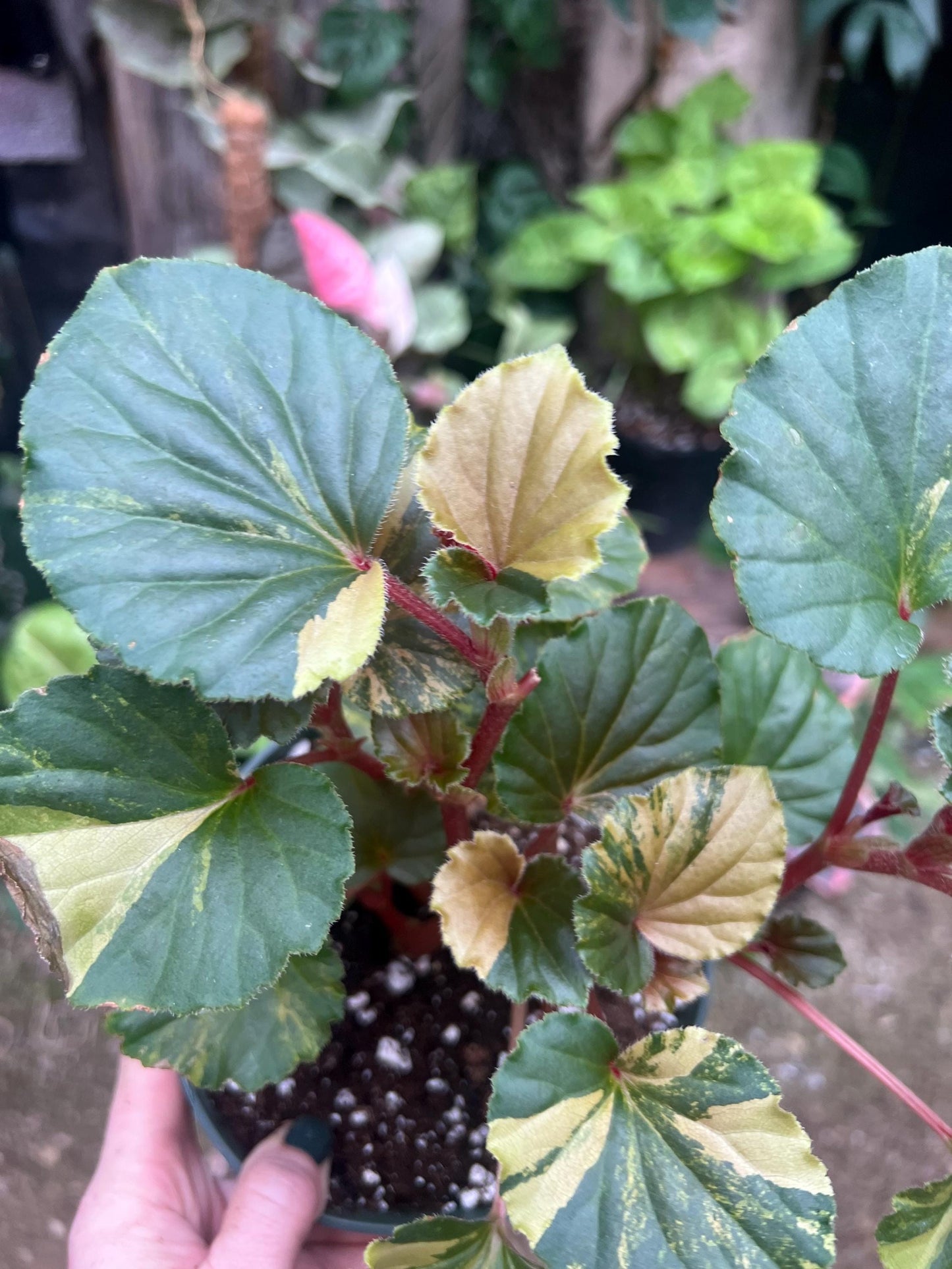 Begonia Cucullata Variegated 4 pot - Exact Plant