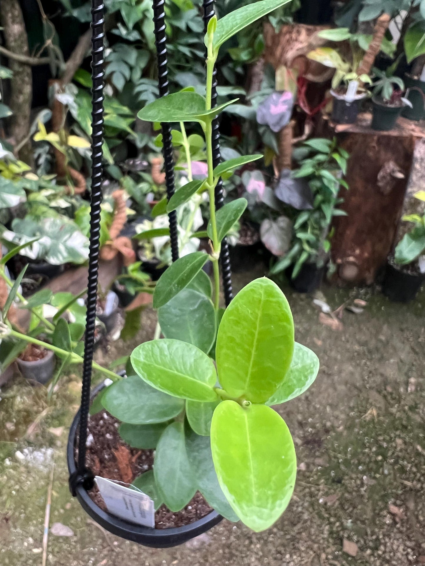 Hoya Cumingiana 4 hanging basket- Growers Choice