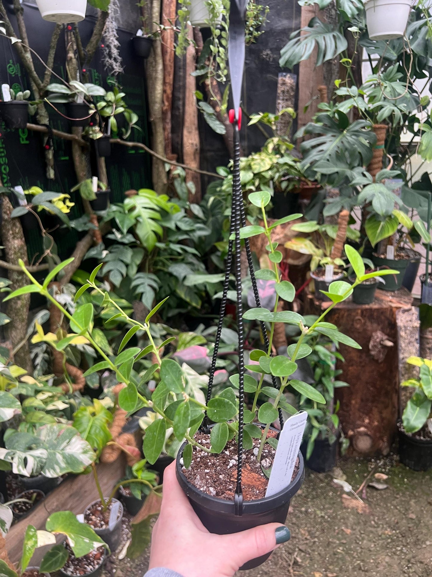 Hoya Cumingiana 4 hanging basket- Growers Choice