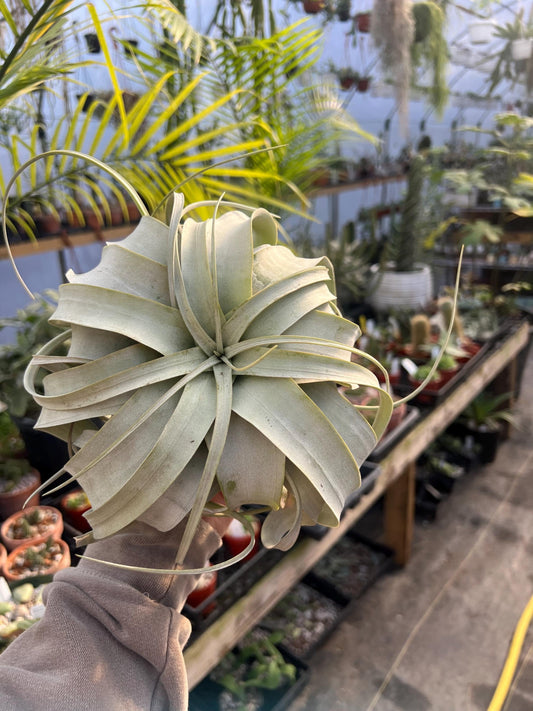 Xerographica Airplant Large- Grower’s Choice