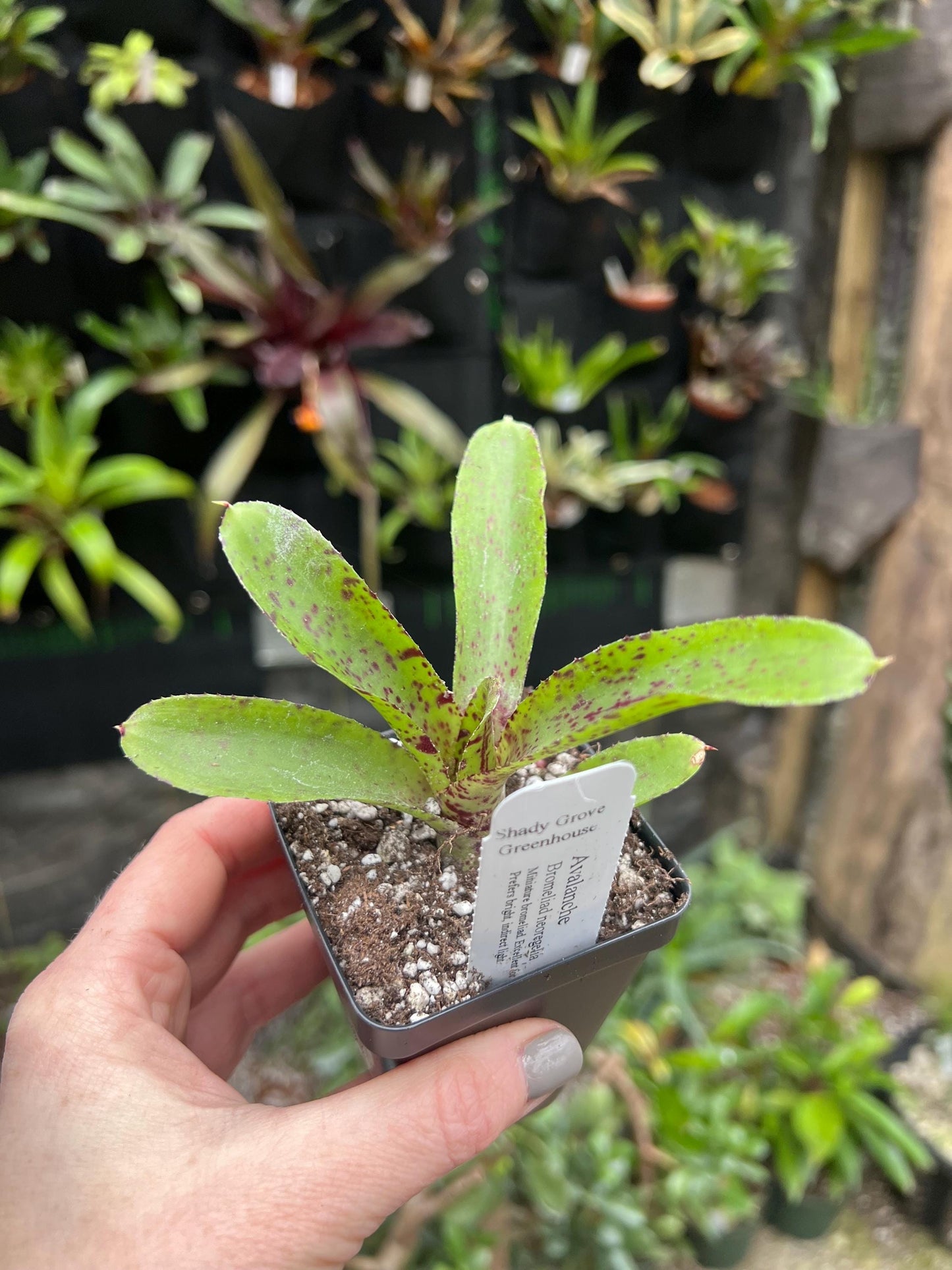 Avalanche Bromeliad neoregelia - Growers choice - Chemical free - Bareroot