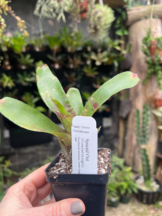 Spaced Out Bromeliad neoregelia - Growers choice - Chemical free - Bareroot