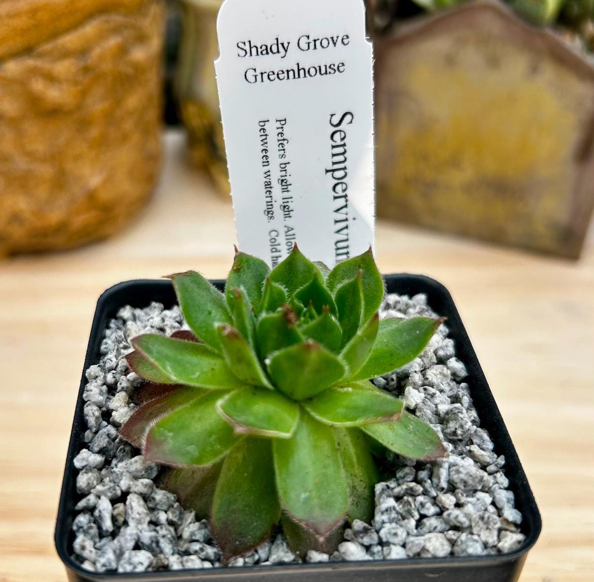 Sempervivum sp - Growers Choice- Bareroot