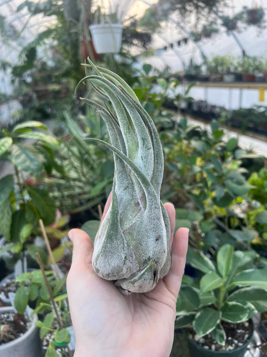 Seleriana Airplant Large- Growers Choice