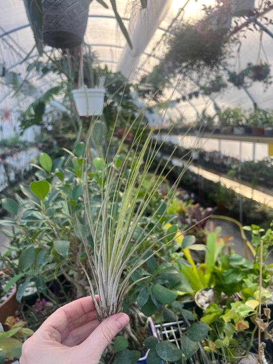 Juncea Airplant - Growers Choice