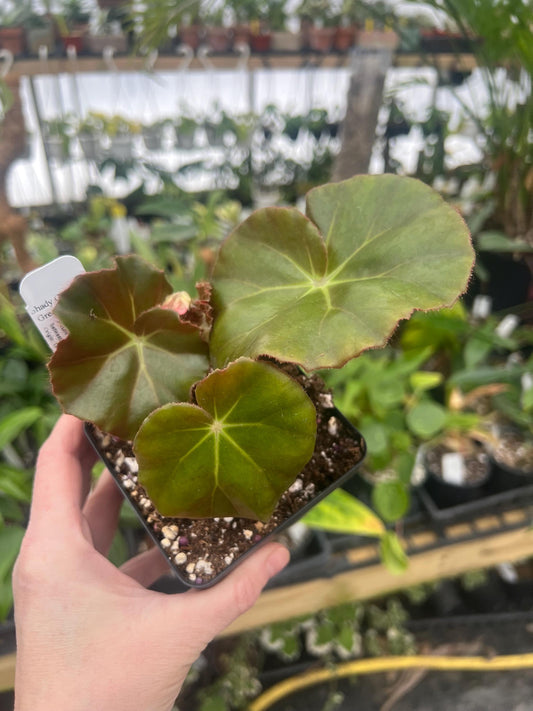 Begonia erythrophylla ‘Beefsteak 4 pot - Growers Choice