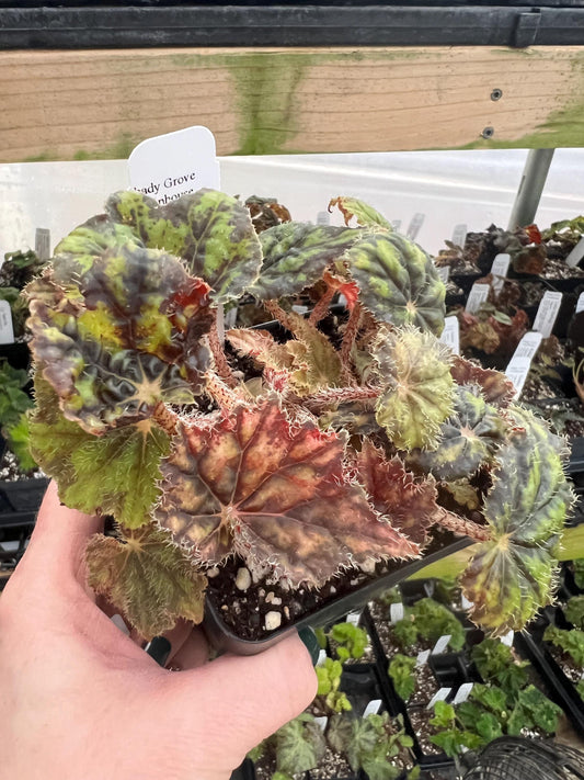 Begonia Hocking Trocadero 4 pot - Growers Choice