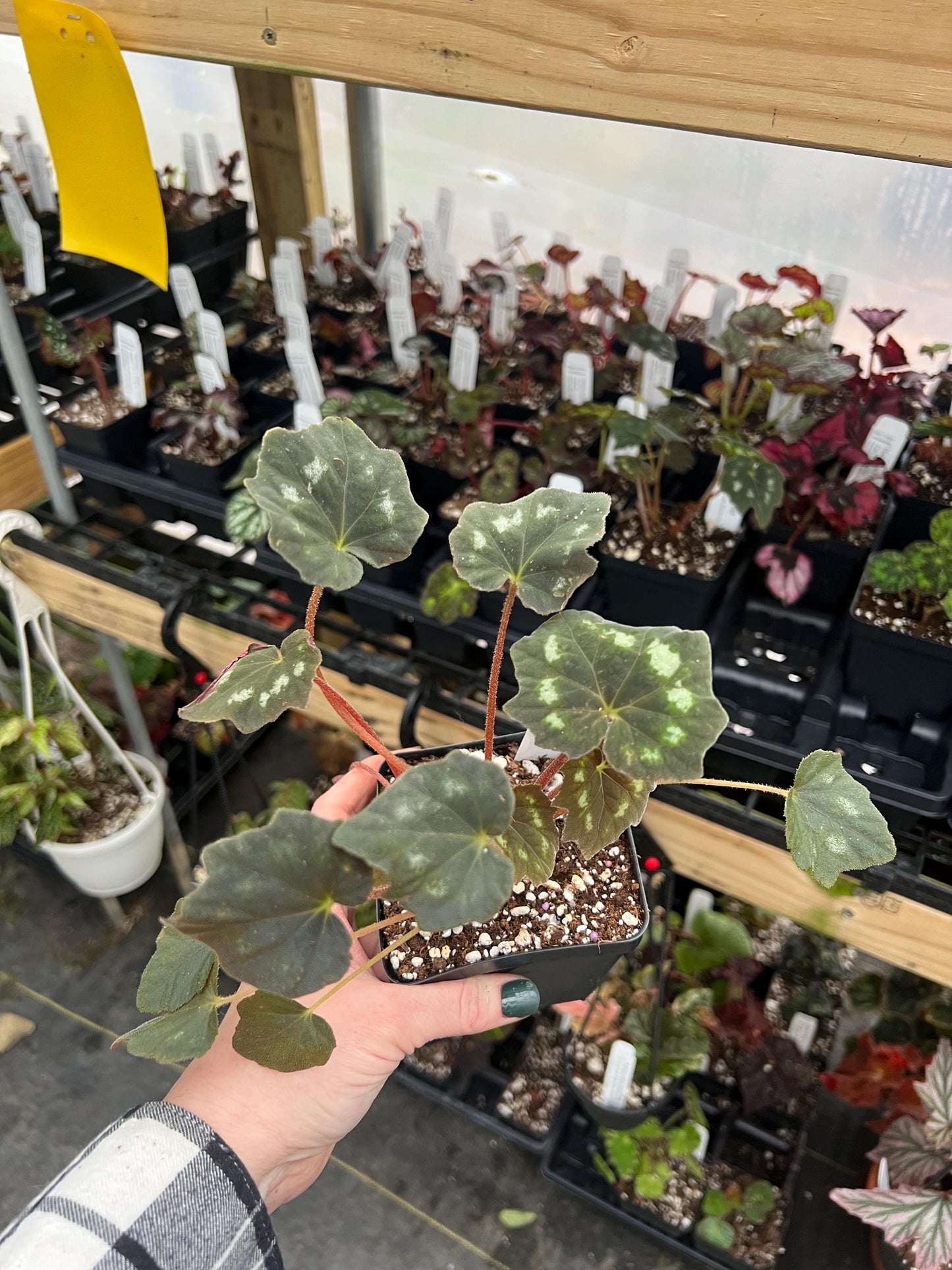 Begonia Paleata Palmetta 4 pot - Growers Choice