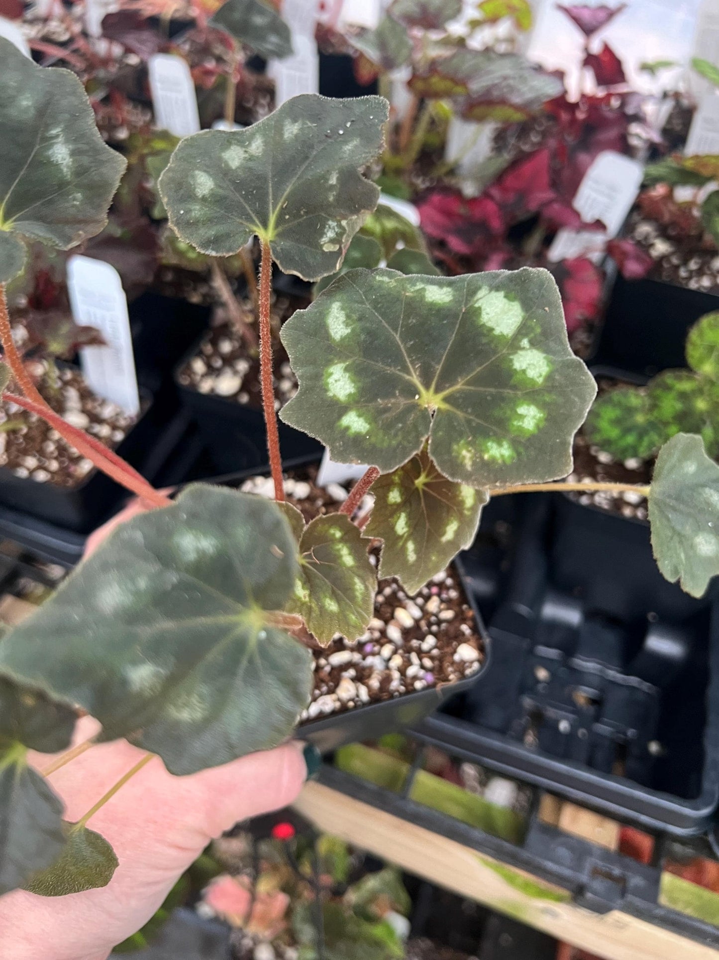 Begonia Paleata Palmetta 4 pot - Growers Choice