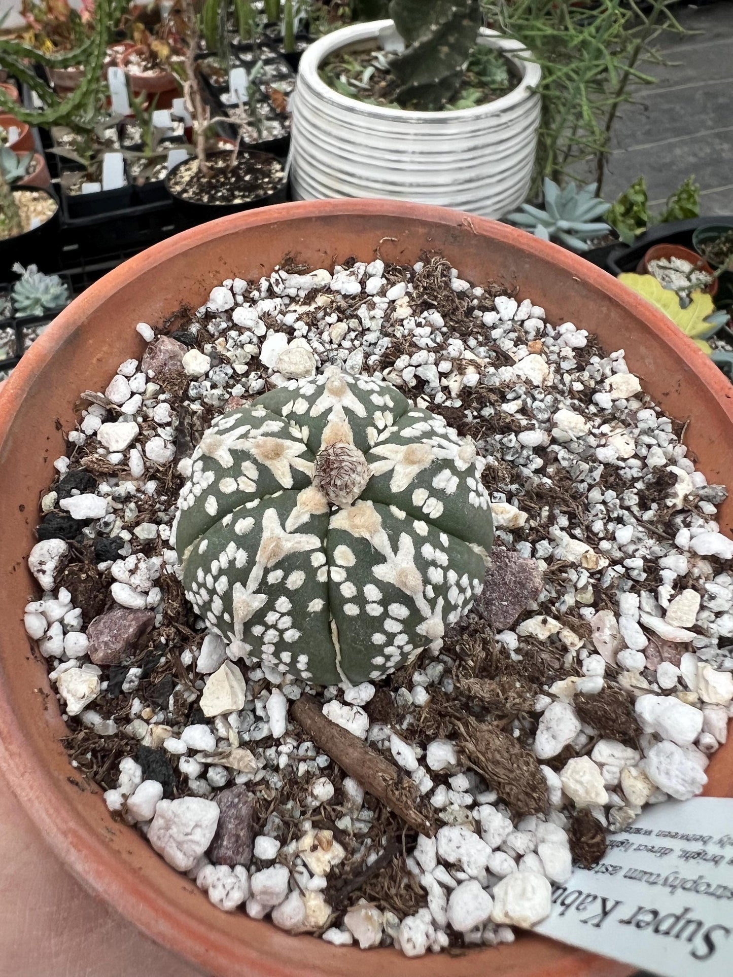 Astrophytum asteria Super Kabuto - Growers Choice - Bareroot