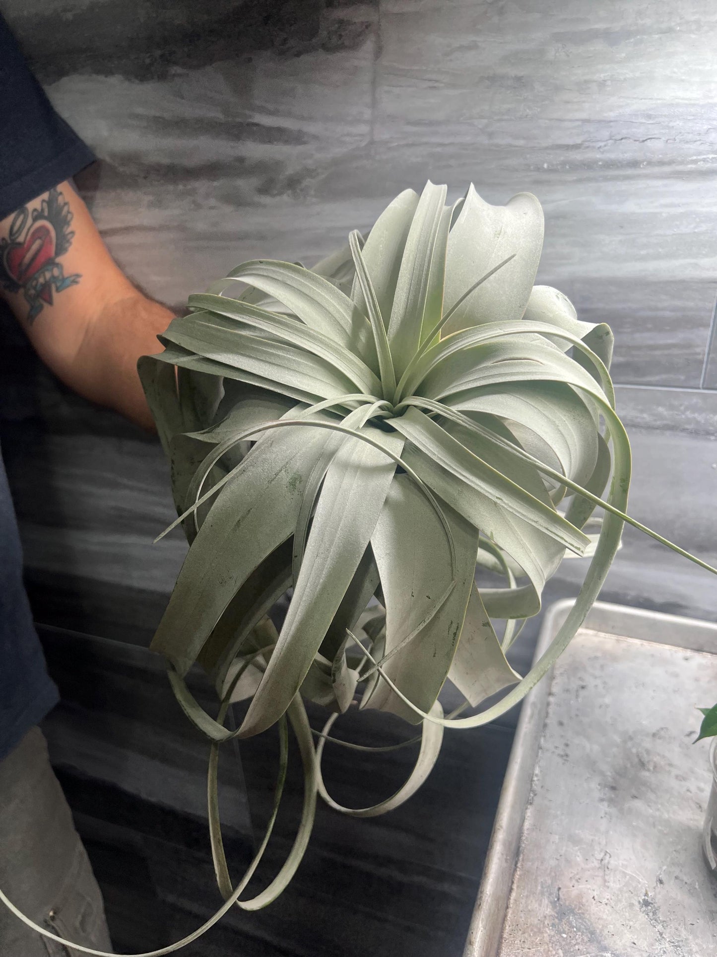 Xerographica Airplant Jumbo- Growers Choice