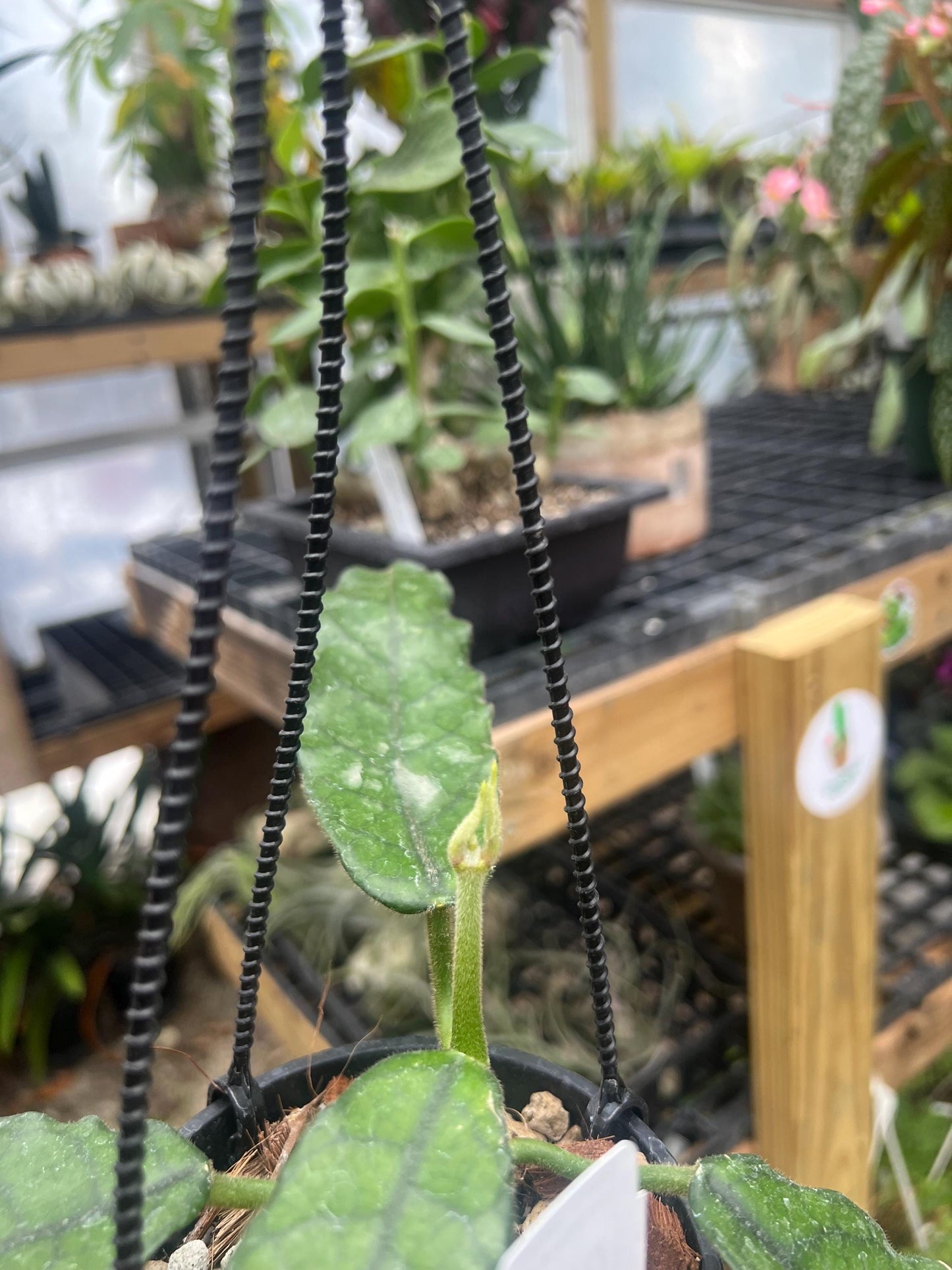 Hoya Globulosa Ripple Leaf 4 hanging basket- Exact Plant